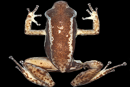 A new species of nurse-frog (Aromobatidae, Allobates ) from the Amazonian  forest of Loreto, Peru | Zootaxa