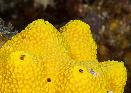 Sponges - The Australian Museum