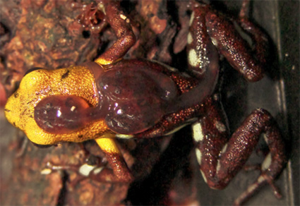 golden poison frog tadpoles