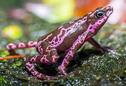The gastromyzophorous tadpole of the pink harlequin frog from