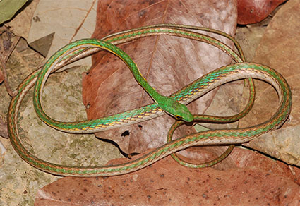 Brazilian Snake 2001
