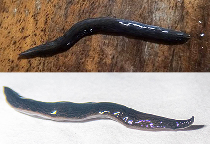 Two new species of Neotropical land flatworms (Platyhelminthes