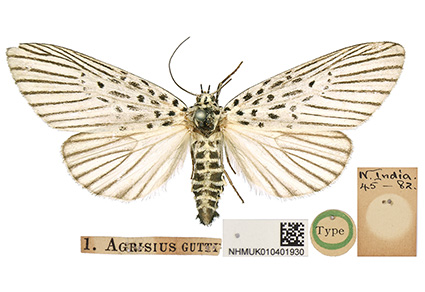 Taxonomic review of the Agrisius guttivitta Walker species group with  transfer of the genus Agrisius Walker to the family Nolidae Bruand and  descriptions of five new species (Lepidoptera: Nolidae: Eligminae) | Zootaxa
