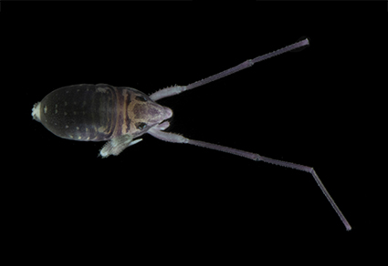 Neocarus spelaion sp. n. (Parasitiformes, Opilioacaridae), a new