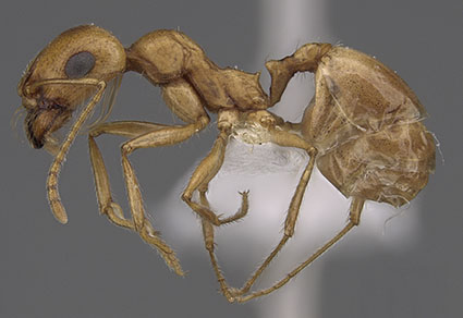 A Phylogenetic Analysis of Ant Morphology (Hymenoptera: Formicidae) with  Special Reference to the Poneromorph Subfamilies