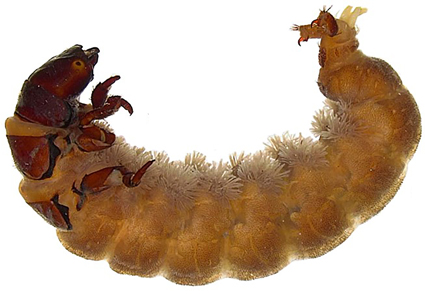 ephemeroptera larvae