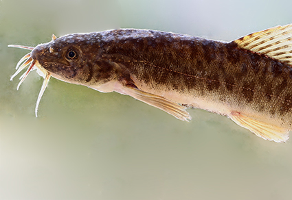 Paracanthocobitis putaoensis , a new loach species (Cypriniformes:  Nemacheilidae) from the Irrawaddy basin in northern Myanmar