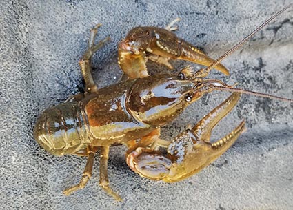 Integrative taxonomy reveals two new narrowly-endemic crayfish species  (Decapoda: Cambaridae) from the Yadkin River Basin in western North  Carolina, USA