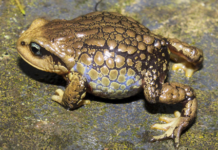 May 2: What Are Amphibians?