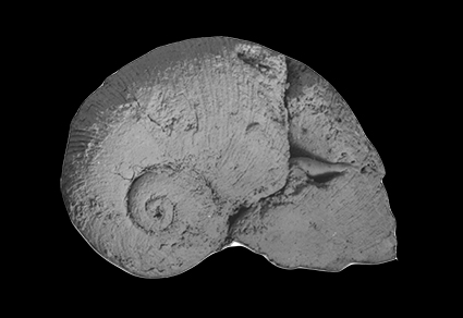 The Lower Pliocene marine gastropods of Santa Maria Island, Azores:  Taxonomy and palaeobiogeographic implications