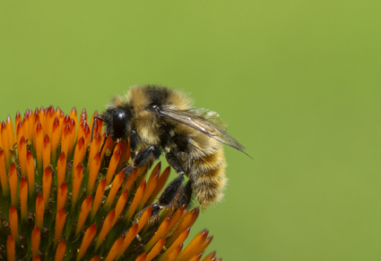 Introducing Xerces' Newest Community Science Project: Nebraska Bumble Bee  Atlas