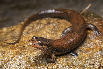 dusky salamander