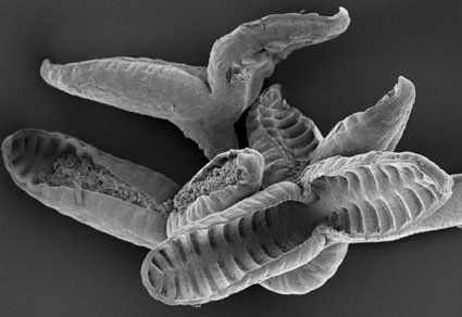 Vol. 5361 No. 1: 31 Oct. 2023 | Zootaxa