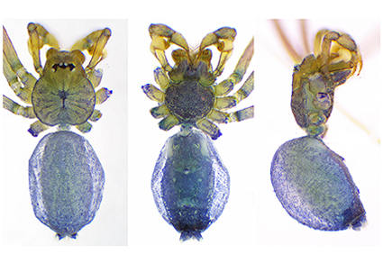 Full article: Three new species of the genus Speocera (Araneae