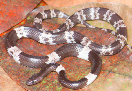 スマトラ A new species of wolf snake Lycodon Fitzinger, 1826 from