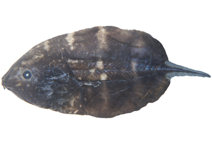 $publishedArticle->coverImageAltText