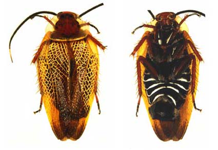 $publishedArticle->coverImageAltText