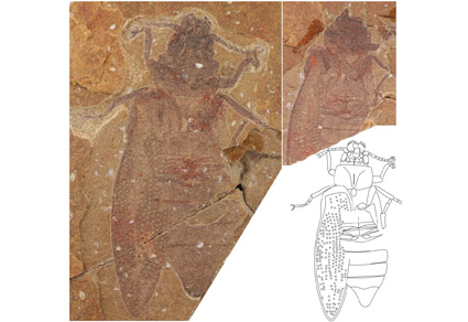 $publishedArticle->coverImageAltText