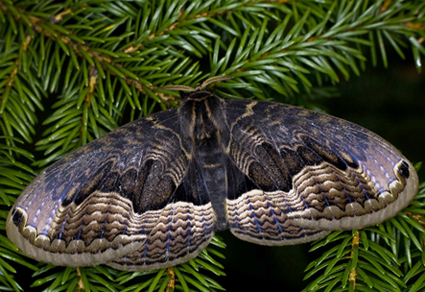 $publishedArticle->coverImageAltText