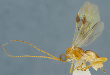 $publishedArticle->coverImageAltText