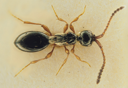 $publishedArticle->coverImageAltText