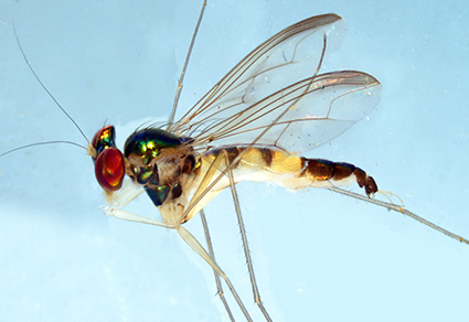 $publishedArticle->coverImageAltText