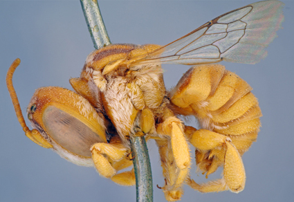 $publishedArticle->coverImageAltText