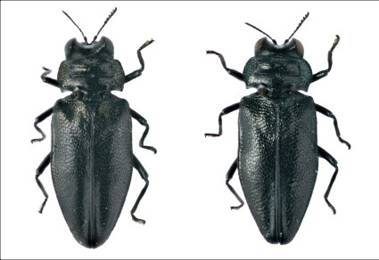 $publishedArticle->coverImageAltText