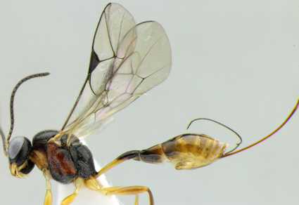 $publishedArticle->coverImageAltText