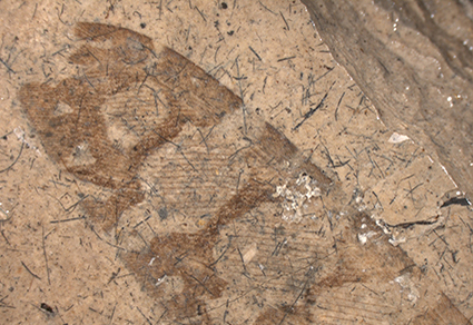 $publishedArticle->coverImageAltText