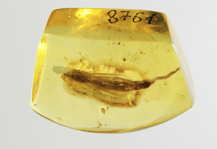 $publishedArticle->coverImageAltText