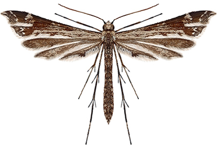 $publishedArticle->coverImageAltText