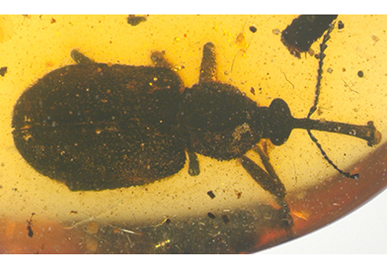 $publishedArticle->coverImageAltText