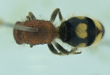 $publishedArticle->coverImageAltText