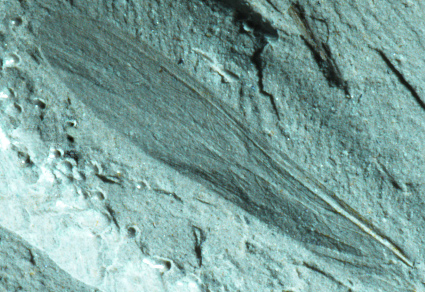 $publishedArticle->coverImageAltText