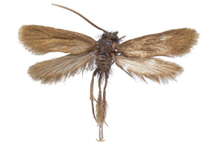 $publishedArticle->coverImageAltText