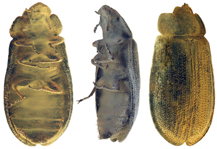 $publishedArticle->coverImageAltText