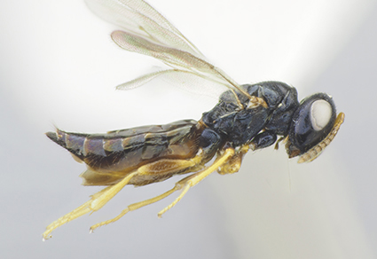 $publishedArticle->coverImageAltText