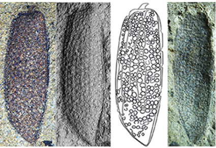 $publishedArticle->coverImageAltText