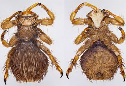 $publishedArticle->coverImageAltText