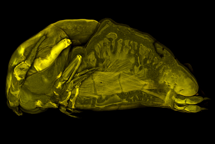 $publishedArticle->coverImageAltText