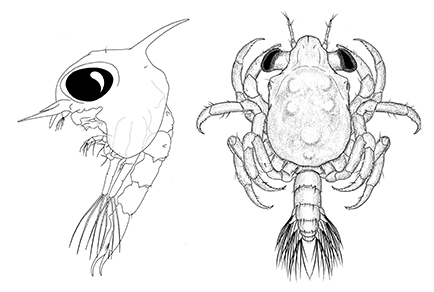 $publishedArticle->coverImageAltText