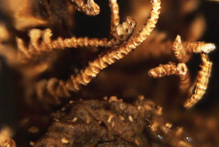 $publishedArticle->coverImageAltText