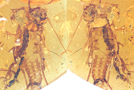 $publishedArticle->coverImageAltText