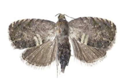 $publishedArticle->coverImageAltText