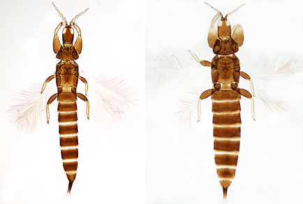 $publishedArticle->coverImageAltText