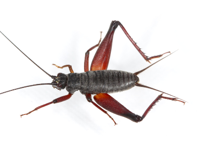 $publishedArticle->coverImageAltText