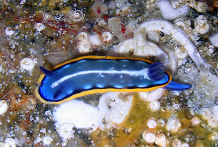 $publishedArticle->coverImageAltText