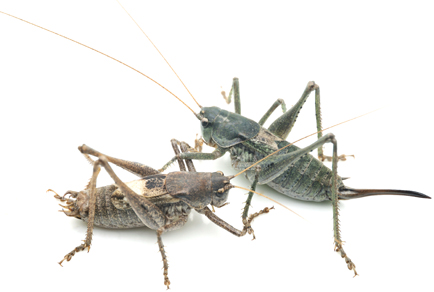 $publishedArticle->coverImageAltText