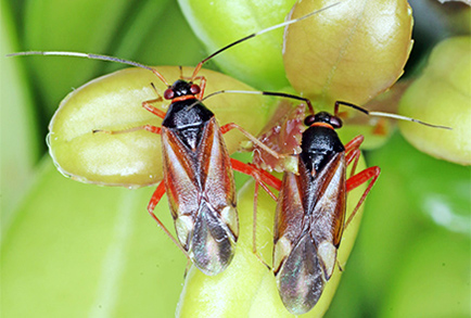 $publishedArticle->coverImageAltText